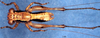 CollectionObject 1505304; 4ba5ef3e-cff3-47d0-bc1f-209e296f20a0: male, dorsal view (holotype). (CollectionObject).