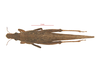 CollectionObject 1597675; 873c70c0-fbb6-4671-862c-2030b0e2f14f, Depo SF.DepoID 3491, NRC-AA-4180: female, dorsal view (holotype). (CollectionObject).