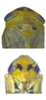 Head: head and thorax, face (male). (Observation).