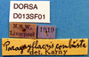 CollectionObject 1567525; 948aacac-3c08-4529-af88-e7268e9ad73b, DORSA D013SF01: labels. (CollectionObject).