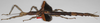 CollectionObject 1562629; 932976a9-87e9-41e6-a0af-0cb2898c4460: copyright F. Hennemann. female, lateral view (paratype). (CollectionObject).;CollectionObject 1562630; 932c68e9-95fc-4485-ae17-8e3599e6312e: copyright F. Hennemann. female, lateral view (paratype). (CollectionObject).