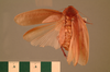Rhabdoblatta saravacensis (Shelford, 1906): Copyright UMO, Oxford. Type, dorsal view. (Otu).