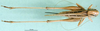 CollectionObject 1564694; bb43b9c7-6c08-4ff1-867f-6b4f4208caa8: female, dorsal view (syntype). (CollectionObject).
