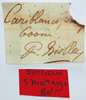 CollectionObject 1506065; 1528f4cf-e287-4ea2-8768-96e44bb276a9: labels (holotype of Scabrotettix biolleyi). (CollectionObject).
