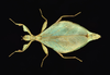 Comptaphyllium caudatum (Redtenbacher, 1906): copyright Montreal Insectarium. female, Papua New Guinea, Morobe, Aseki, Pawamanga, ID R. Cumming (no type). (Otu).