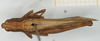 CollectionObject 1519440; f4045920-d9c4-4605-8844-0c0a14942c2f, NHMUK10924572: female, dorsal view (holotype). (CollectionObject).