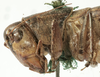 CollectionObject 1541632; 1ee4bdb5-78b7-4a2c-9433-09ee8e06747c: female pronotum lateral (syntype of Psorodonotus riveti). (CollectionObject).
