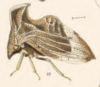 Habitus, lateral view: !! display not done !! on Entylia mira Butler, 1877: (Observation).