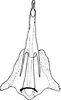 Aedeagus, ventral view: Aedeagus (E. bisetosa Dwor.), ventral view. (Observation).