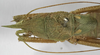 CollectionObject 1539572; f8772052-5264-43df-a74f-4375e2497bf9: female pronotum dorsal (holotype). (CollectionObject).
