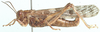 female, lateral view. Depicts Locustana pardalina (Walker, 1870), an Otu.