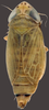 Habitus, dorsal view on Amblysellus raygozai Pinedo-Escatel, Becerra-Chiron, Torres-Moreno & Pérez-Valencia, 2020: sub-brachypterous female. (Observation).