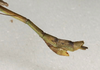 CollectionObject 1560343; NMW 1109, 7e7a2e7f-b7a4-4d05-97b9-0e50d0531ece: copyright NMW, Vienna. male: end of abdomen, lateral view of synonym Sipyloidea normalis (plt). (CollectionObject).