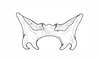 Yungasus hebardi (Liebermann, 1941): Fig. 31. epiphallus, dorsal view. (Otu).
