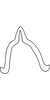 Connective on Arboridia (Arboridia) koreana Oh & Jung, 2015 now Arboridia (Arboridia) agrillacea (Anufriev, 1969): Connective. (Observation).