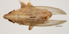 Habitus, dorsal view: !! display not done !! on Obtusicranus bicarinus Bartlett, 2006: (Observation).