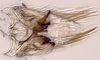 Subgenital plate: (Observation).