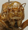 CollectionObject 1534985; 2f802408-bd8d-4f26-a249-374b737cfa54: male, frontal view (lectotype of Uromenus foliaceus). (CollectionObject).
