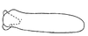 Subgenital plate, ventral view on Arapona vallea DeLong, 1979: Male holotype [OSU]: subgenital plate, ventral view. (Observation).