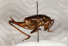 CollectionObject 1531299; f83e2ff5-29ac-4f62-9931-07564c9fac13: female #1, lateral view (paralectotype). (CollectionObject).