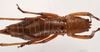 CollectionObject 1534489; 43bfba7c-e758-4132-b2ad-88d084ba36e6: female, dorsal view (syntype). (CollectionObject).