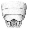 Melanonotus powellorum Rentz, 1975: Pl. III, Fig 10. female tip of abdomen, dorsal view. (Otu).