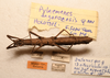 CollectionObject 1591087; b0b8ae02-069b-411f-970f-7f7b7f666abb: copyright NMW, Vienna. female, ventral view (holotype). (CollectionObject).