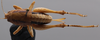 CollectionObject 1600056; fb37f4b6-b02d-4274-88e6-7a6373927906: female, dorsal view (paratype). (CollectionObject).