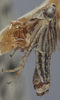 Habitus, lateral view on Athysanella (Amphipyga) turgida Ball & Beamer, 1940: Lateral. (Observation).