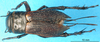 CollectionObject 1590704; d2a5337c-f265-402d-bd94-dcda26280dc3: female, dorsal view (syntype of Gryllus cephalotes). (CollectionObject).