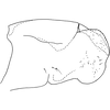 Pygofer, lateral view on Arboridia (Arborifera) mira Song, Li & Dietrich, 2016: Pygofer, lateral view. (Observation).