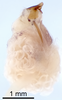 CollectionObject 1523040; 53d1bafd-53ab-46a9-9b8e-df0e528e0bc2: Male genitalia, lateral view (holotype). (CollectionObject).