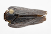 Habitus, dorsal view: (Observation).