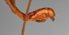 CollectionObject 1559851; a19eb260-1d37-40ef-b547-e1b1d39f104b: copyright NTUC. male: end of abdomen, lateral view (syntype). (CollectionObject).;CollectionObject 1559852; 4f342293-8e32-43c8-aabd-67b5d43b4610: copyright NTUC. male: end of abdomen, lateral view (syntype). (CollectionObject).