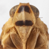 Head: (Observation).