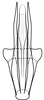 Aedeagus, posterior view on Pseudocostanana rubromarginata (Domahovski & Cavichioli, 2023): Male holotype [DZUP]: aedeagus, posterior view. (Observation).