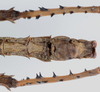CollectionObject 1581502; 36692960-3023-44aa-88be-f5934594d937: copyright RMNH Leiden. male: end of abdomen, ventral view. (CollectionObject).