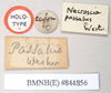 CollectionObject 1562075; NHMUK(SF IMPORT DUPLICATE) 844856, eef1f415-81a2-4af0-94e7-bee4d081a773: copyright Natural History Museum, London. male, data labels (holotype). (CollectionObject).