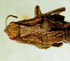 CollectionObject 1498700; 7a89fd7a-e56b-4c03-80b6-015f831b3428: female head and pronotum, dorsal view. (CollectionObject).