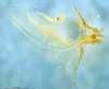 CollectionObject 1505365; a316b970-1b47-4889-b311-9c832ebd8015: phallic complex (holotype). (CollectionObject).
