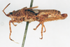 CollectionObject 1572724; c95942e0-3c29-4f32-af9c-879d442420d4: male, lateral view (syntype of Ommexecha lugubris). (CollectionObject).