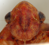 Nymph: (Observation).