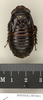 Salganea aperturifera Roth, 1979: Copyright Natural History Museum, London. Paratype (adult male) in BM(NH). Dorsal view. (Otu).