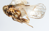 Habitus, lateral view on Falcotoya crawfordi (Muir & Giffard, 1924): (Observation).