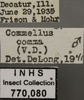 Other on Commellus comma (Van Duzee, 1892): Labels Male. (Observation).