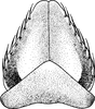 Subgenital plate: !! display not done !! on Paraphlepsius (Paraphlepsius) pusillus (Baker, 1898): Subgenital plate. (Observation).