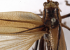CollectionObject 1529755; 9324df5a-710e-4400-9117-fcb6273dd137: female pronotum, dorsal view (holotype). (CollectionObject).