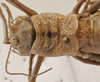 CollectionObject 1539823; e7e2bc23-dfda-4232-85b9-6b481b077109: male pronotum dorsal (holotype). (CollectionObject).