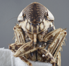 Head: !! display not done !! on Extrusanus extrusus (Van Duzee, 1893): Head/Face. (Observation).