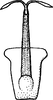 Aedeagus, ventral view: Aedeagus, ventral view. (Observation).